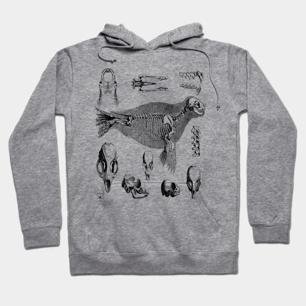 Sea Lion Seal | Ocean Animal Mammal Marine Life Hoodie by encycloart